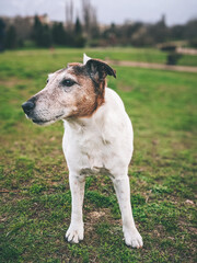 Happy dog in the park