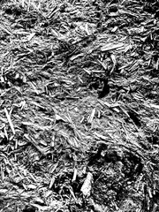 Wood Grain black and white Texture 