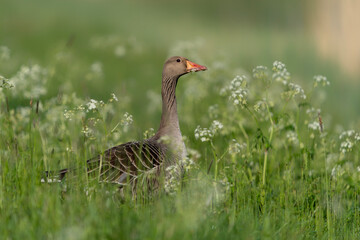 Greylag Goose (Anser anser) standing in grass with white flowers. Gelderland in the Netherlands.                            