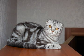 portrait of a gray fold cat, beautiful tabby Scottish cat