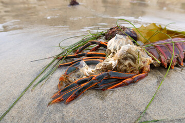 Sea Animal Shells in a tidal zone washed up by waves looking at a Lobster Carapace Molt