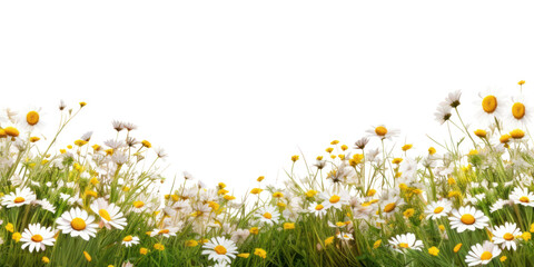 PNG daisies border, transparent background © Rawpixel.com