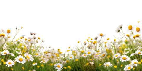 PNG daisies border, transparent background