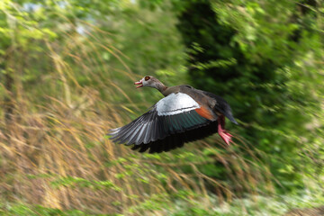 An adult female Nile or Egyptian goose (Alopochen aegyptiaca) flies against the background of the forest - 787458161