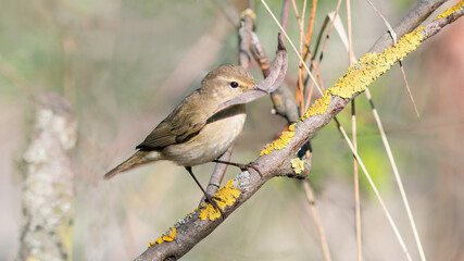 red backed shrike