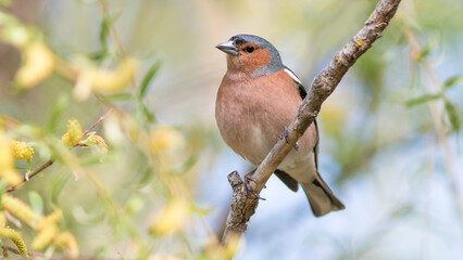 robin on a branch