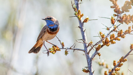 bird on a branch