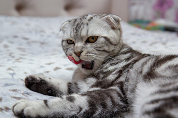 gray fold-eared Scottish cat washes itself on the bed