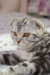 portrait of a gray fold cat, beautiful tabby Scottish cat