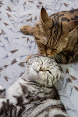 a cat washes her baby cat, two cats on the bed washing, Scottish cats