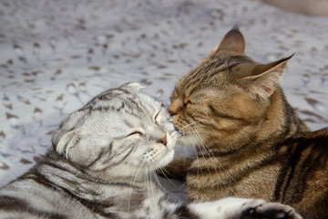 a cat washes her baby cat, two cats on the bed washing, Scottish cats