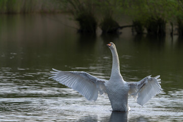 Mute Swan (Cygnus olor) flapping wings. Gelderland in the Netherlands.                                                                       