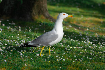 Profile of а seagull in the park