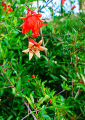 Dwarf pomegranate shrub with red closed and open flowers, closeup