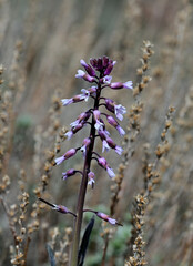 Fuzzy Rock Cress (Boechera puberula) blooms in the high desert of Washoe County, Nevada.
