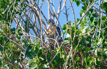 A juvenile Red-tailed hawk standing in its nest, with new golden chest feathers, replacing its downy fur.