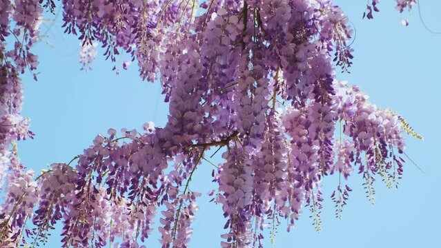 Spring Chinese wisteria flowers blooming against blue sky. Blue rain Wisteria blossom. Nature background