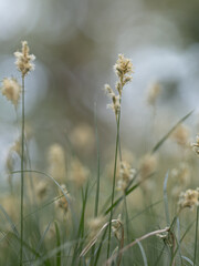 Blühende Pflanzer der Zittergras-Segge  (Carex brizoides) wachsen auf einer Wiese vor blauem Himmel.