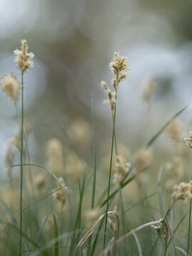 Bl&uuml;hende Pflanzer der Zittergras-Segge  (Carex brizoides) wachsen auf einer Wiese vor blauem Himmel.
