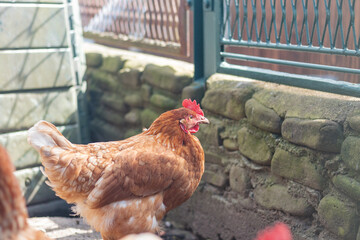 Domestic chicken with brown and white feathers running around the yard in the free range. Organic chickens. Homegrown eggs. Funny expression