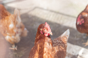 Domestic chicken with brown and white feathers running around the yard in the free range. Organic chickens. Homegrown eggs. Funny expression