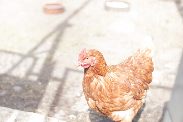 Domestic chicken with brown and white feathers running around the yard in the free range. Organic chickens. Homegrown eggs. Funny expression
