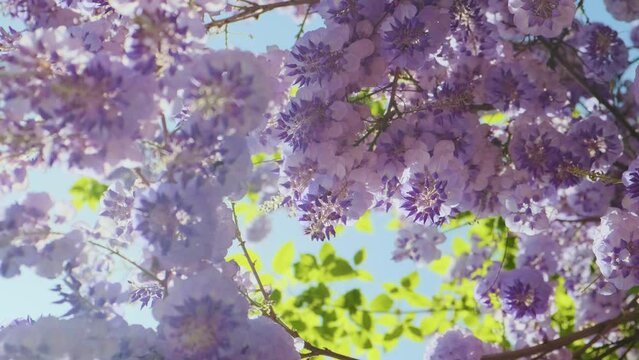 Blossoming lilac Wisteria flowers in springtime with sun flare. Bottom view. Close up. Nature background