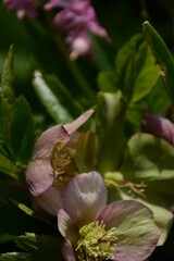 Beautiful delicate pink hellebore flowers in the spring in the garden