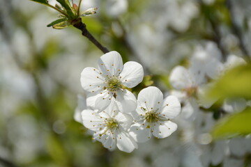 Obraz premium White cherry tree flowers close up