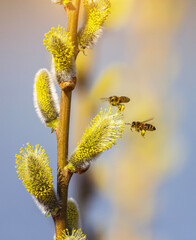 small honey bees circle and collect nectar from fluffy willow branches in a sunny spring garden