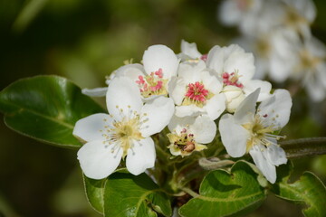 Large white pear tree flowers close up