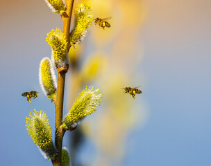 three small honey bees circle and collect nectar from fluffy willow branches in a sunny spring garden