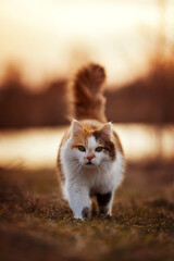 fluffy cat walking in a sunny evening meadow