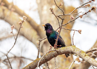 migratory bird black starling sits on a branch in the spring garden and sings - 787465150