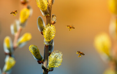 two small honey bees circle and collect nectar from fluffy willow branches in a sunny spring Easter garden - 787465192