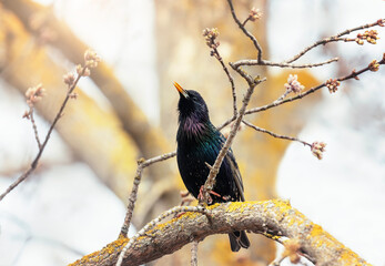 migratory bird black starling sits on a branch in the spring garden and sings - 787465199