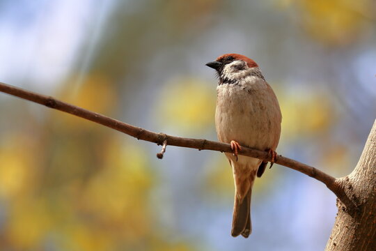 Sparrow are small passerine birds which belong to the family Passalidae.  Sparrows often make their nests near houses or buildings. Kyiv, Ukraine.