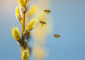  swarm of honey bees circling and collecting nectar from fluffy willow branches in a sunny spring garden