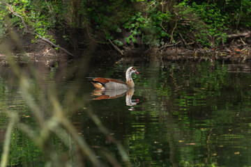 An adult male Nile or Egyptian goose Alopochen aegyptiaca) swims in a forest lake - 787465763