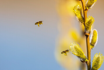 two small honey bees circle and collect nectar from fluffy willow branches in a sunny spring garden