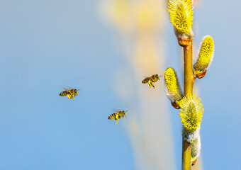 a swarm of small honey bees circle and collect nectar from fluffy willow branches in a sunny spring garden - 787465792