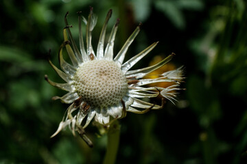 Macro image of dead dandelion.