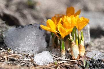 Yellow crocus flowers blooming in spring time