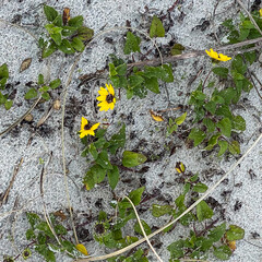 Yellow Flowers Growing on the Beach