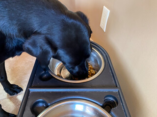 Black Lab eating out of a Dish