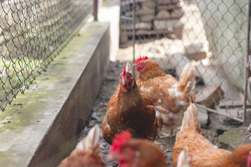 Domestic chicken with brown and white feathers running around the yard in the free range. Organic chickens. Homegrown eggs. Funny expression