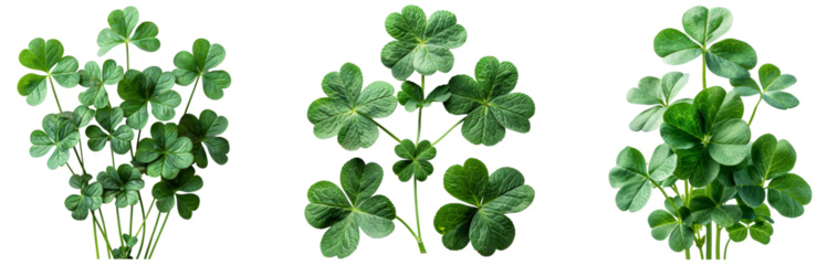 Shamrock flower bush clover plant pack of 3 for St Patrick's Day isolated on transparent background