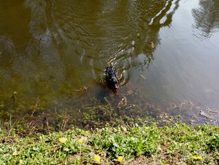 A black hunting dog swims in the water of a small pond. Pets and walks with them near water bodies. Bathing the dog.