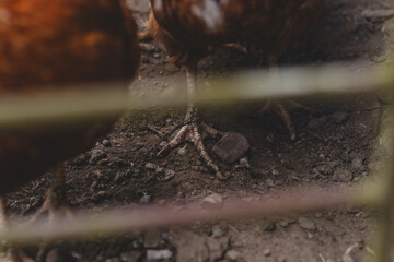 Domestic chicken with brown and white feathers running around the yard in the free range. Organic chickens. Homegrown eggs. Funny expression