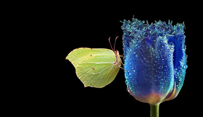 bright yellow butterfly on a blue tulip flower in drops of dew. butterfly on tulip isolated on black. brimstones butterfly - 787469795